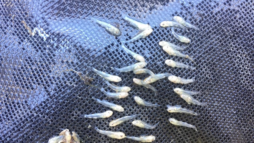 Murray Cod larvae
