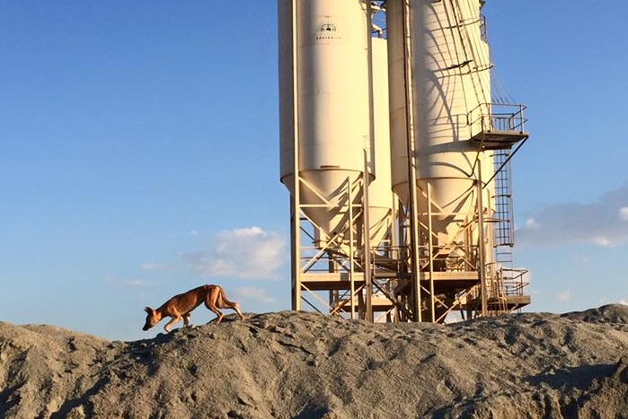 Un dingo erre au sommet d'une crête sur un site minier avec une tour en arrière-plan.