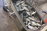 Freshly caught barramundi from the Humpty Doo barramundi farm in the Northern Territory