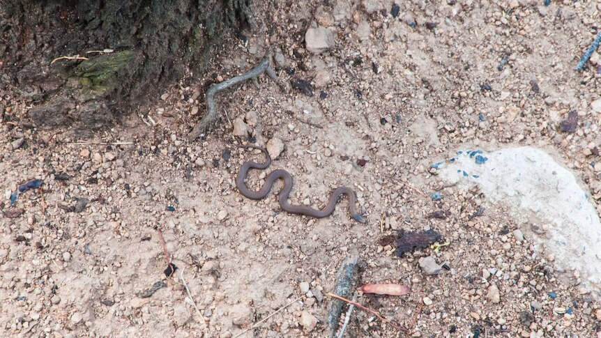 A picture of a brown snake on the ground below a balcony