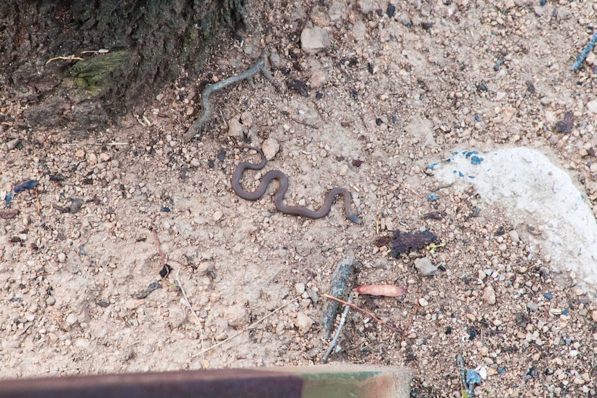 A picture of a brown snake on the ground below a balcony