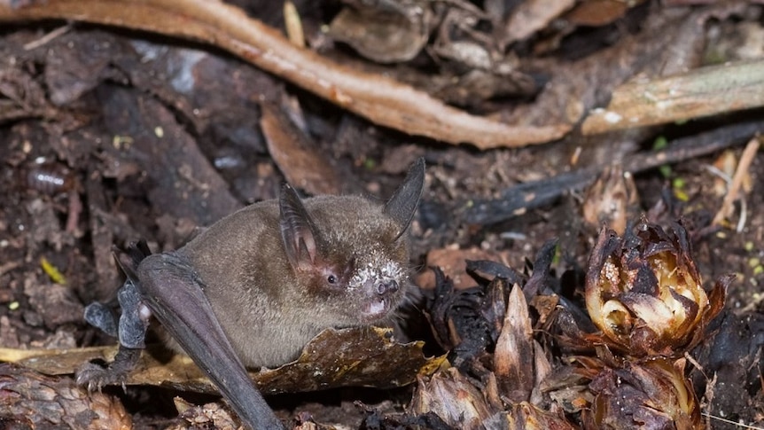 A little bat on all fours has just enjoyed a feast of pollen from an exotic flower on the floor of New Zealand's forests.