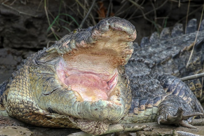 Large crocodile with mouth open displaying missing teeth