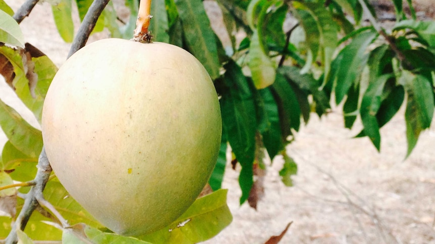 A mango hanging from a tree branch