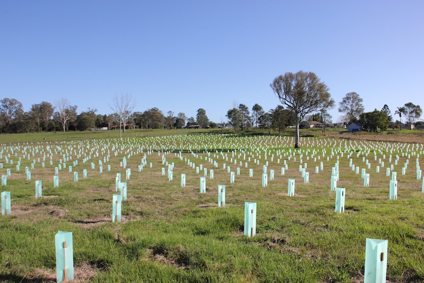 Small trees protected by plastic guards in a park.