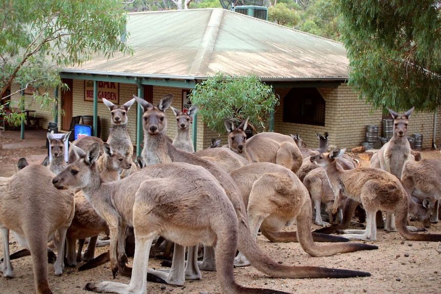 Kangaroos gather in a group outside a country style pub