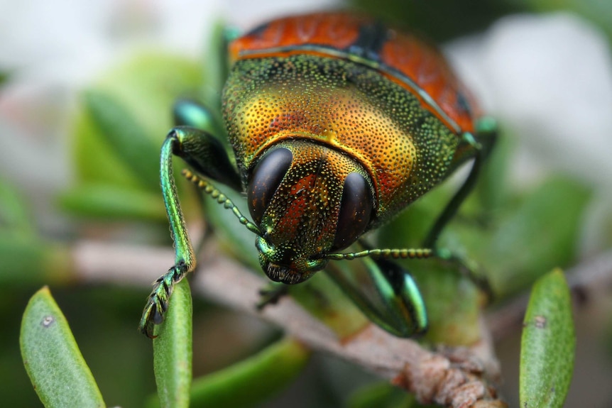 Jewel beetle