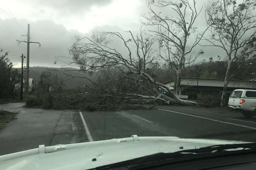 A tree blocks the road in Jubilee pocket, a suburb near Airlie Beach.