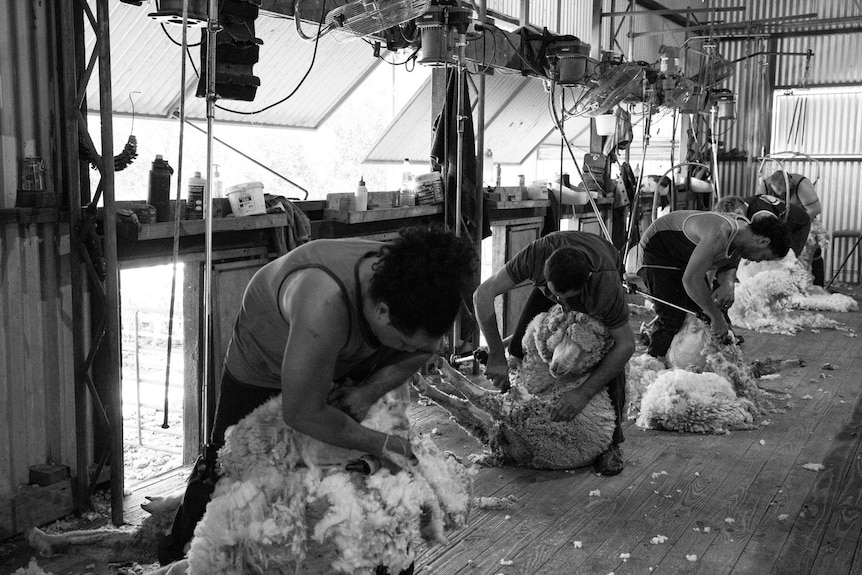 A black and white photo of five shearers shearing the wool off merino sheep in a wool shed