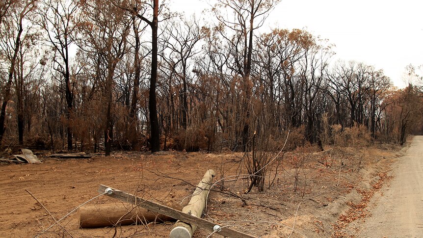 A power line on the ground with burnt vegetation behind.