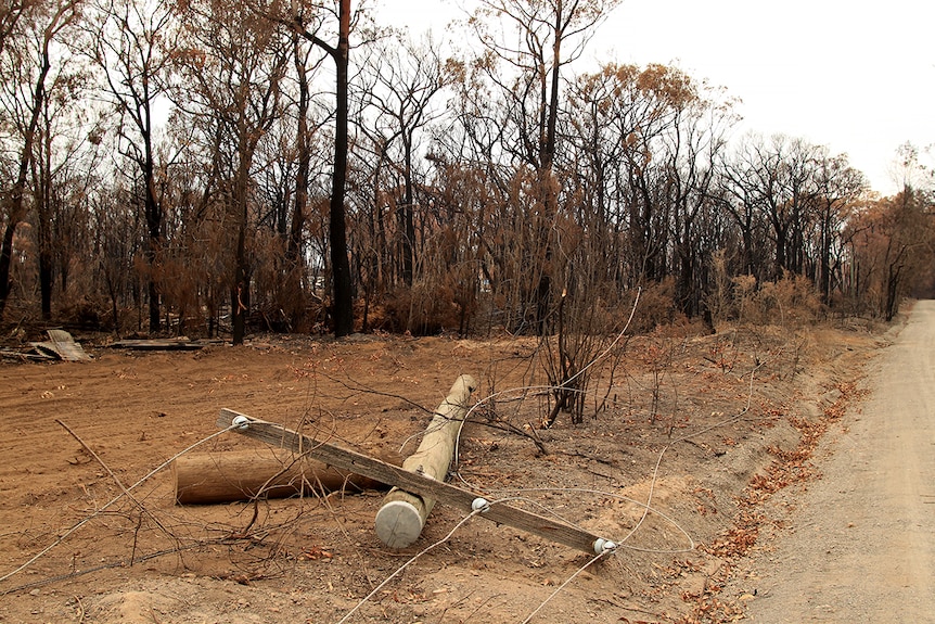 A power line on the ground with burnt vegetation behind.