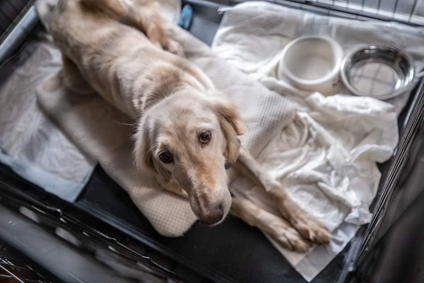 A light coloured dog in a cage.