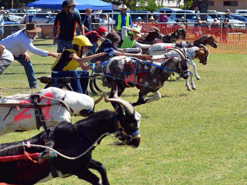 Barcaldine Tree of Knowledge Festival Goat Races in central-west Qld on May 4, 2013