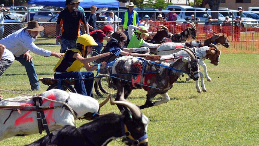 Goat races at the Tree of Knowledge Festival in Barcaldine.