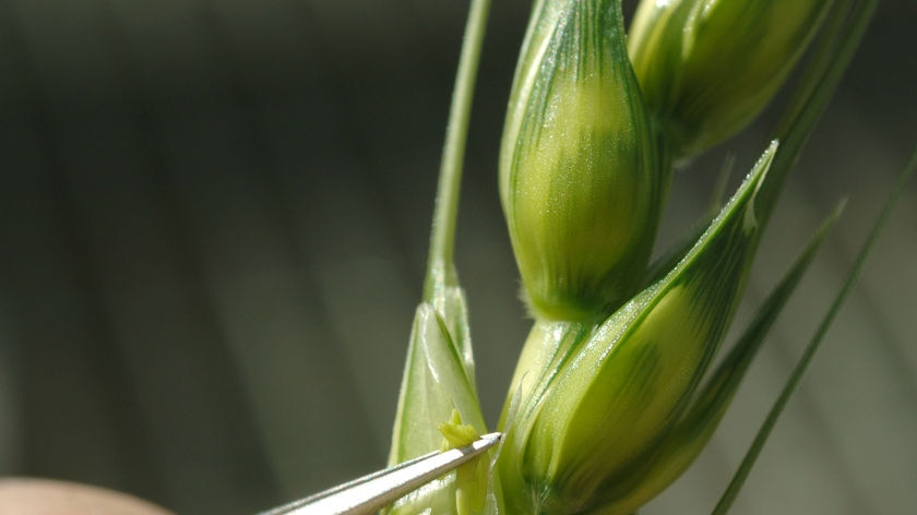 The CSIRO says Australian scientists have a key role to play in crop yield research.