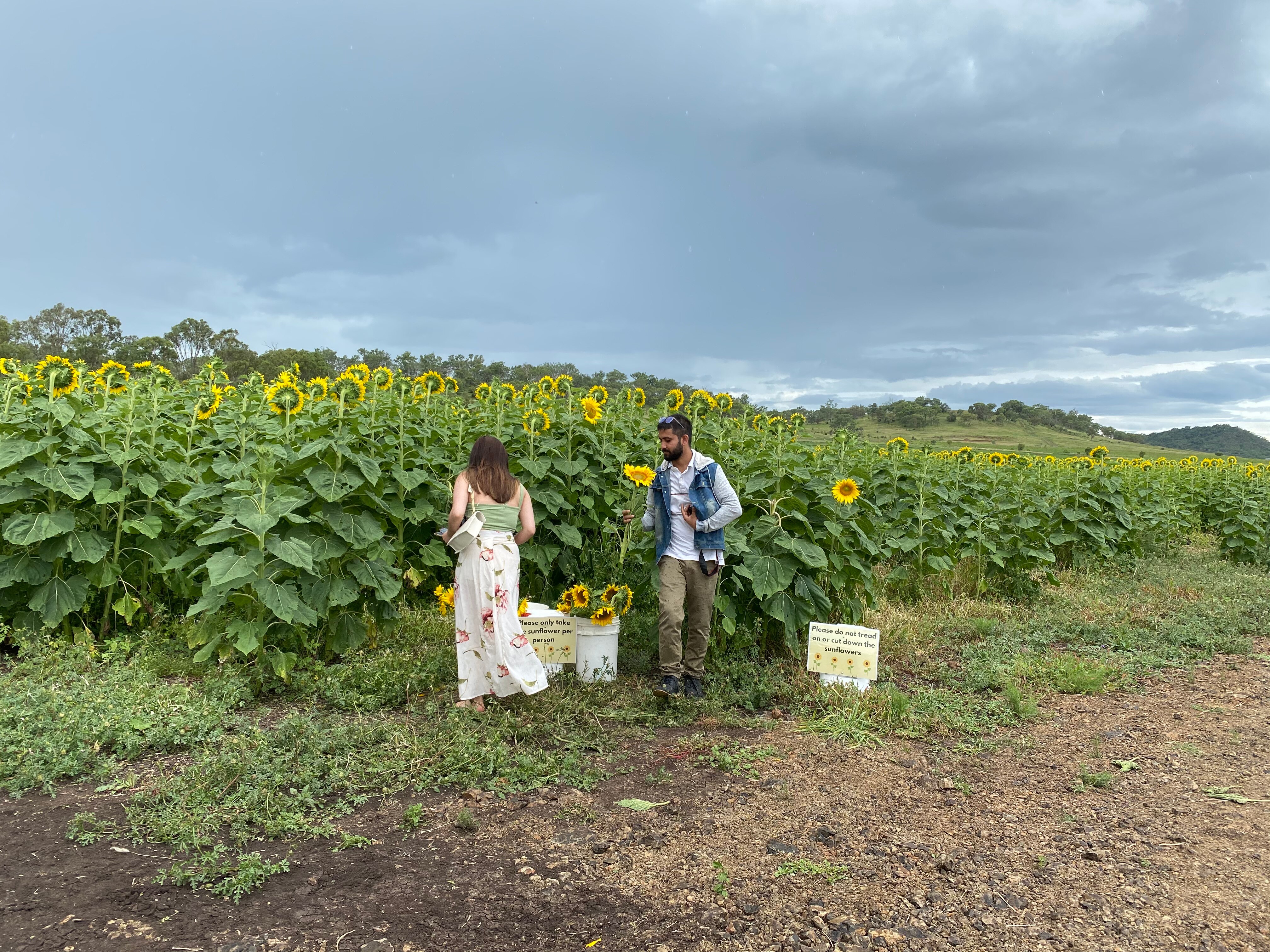 Visitors to the sunflower crop