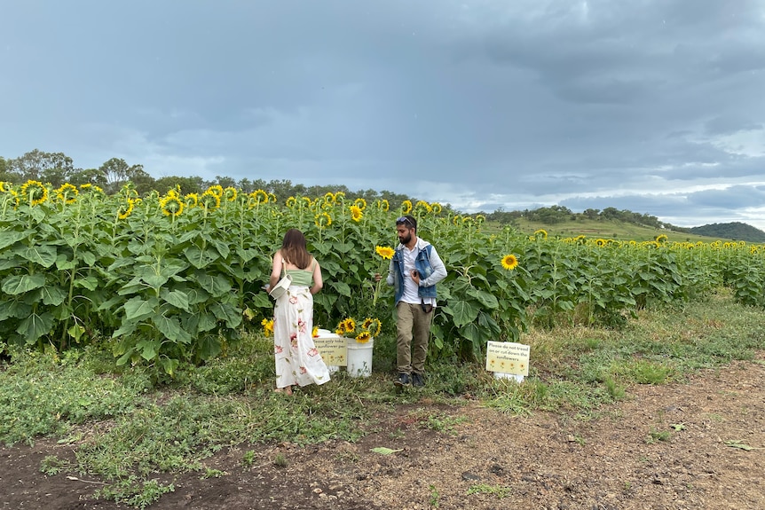 Visitors to the sunflower crop