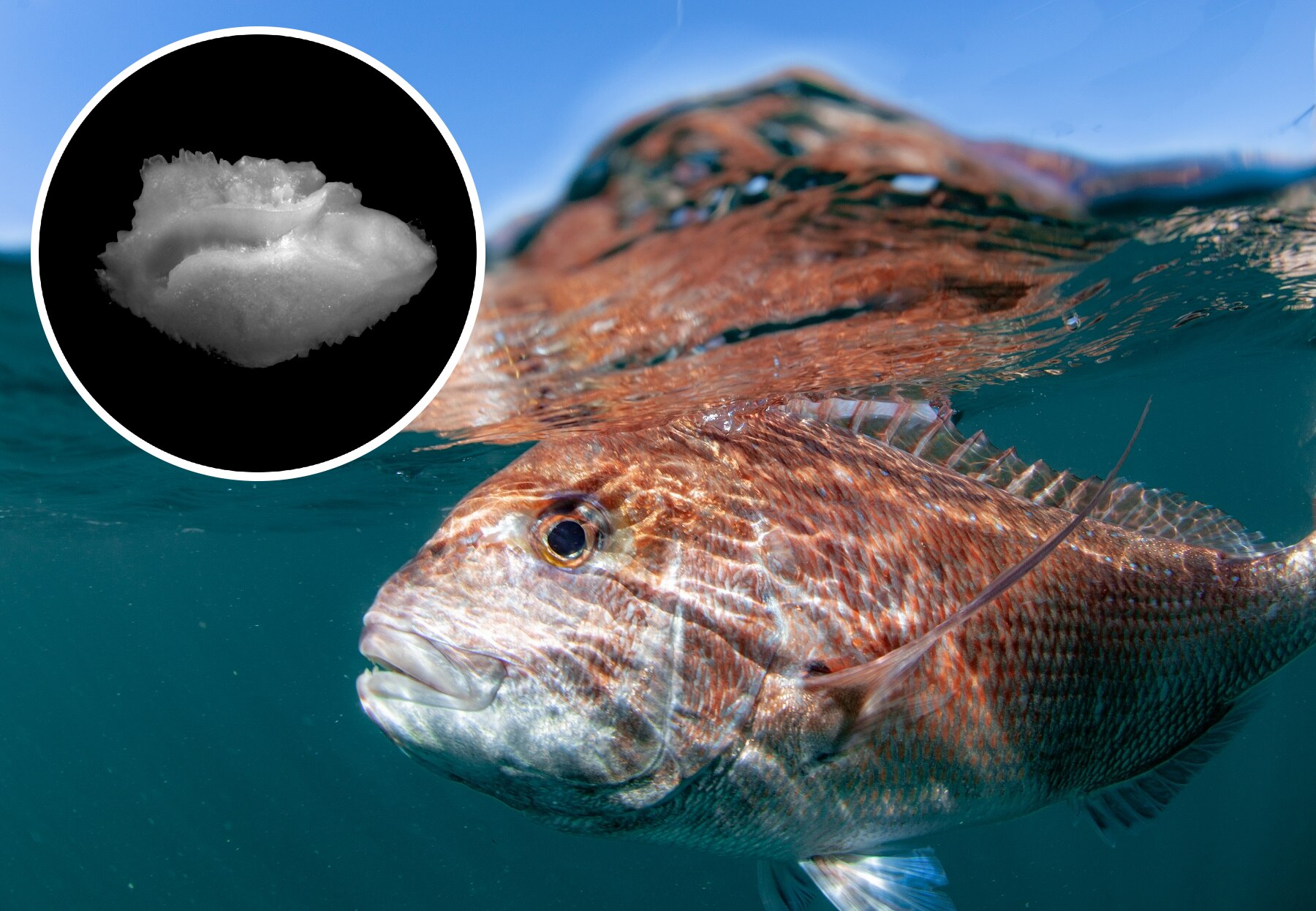 Fish ear bones, otoliths, teach scientists about marine life and