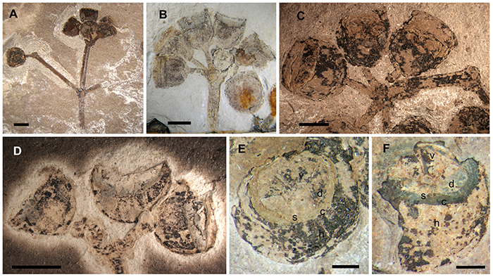 Close up of 52 million year old fossils of eucalypt fruits