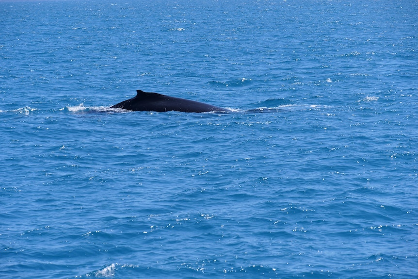 A humback whale dorsal fin and back breaches the surface of the ocean. 