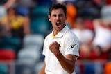 Mitchell Starc celebrates Dinesh Chandimal's dismissal after gloving to the keeper in Canberra
