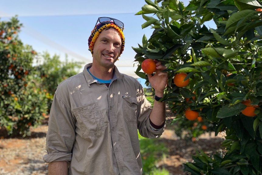 Michael Arnold stands in an orchard holding a blemished piece of citrus