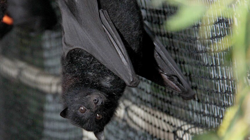 Captive juvenile bat