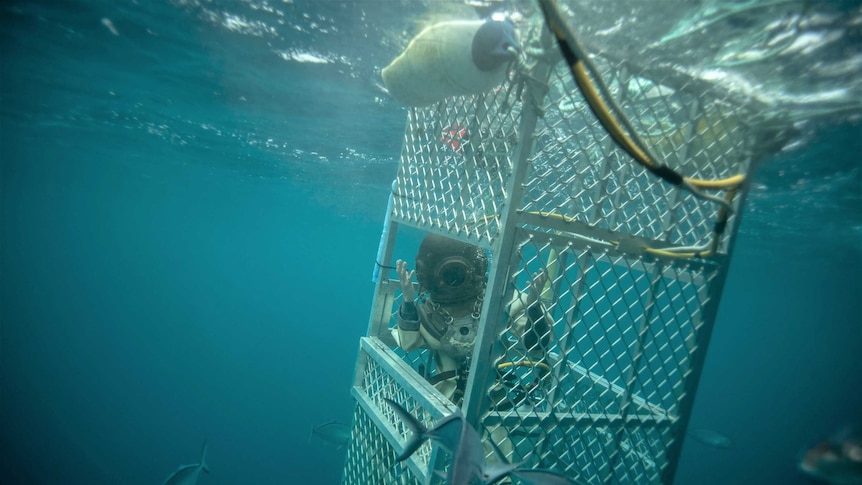 photo of diver in a cage underwater