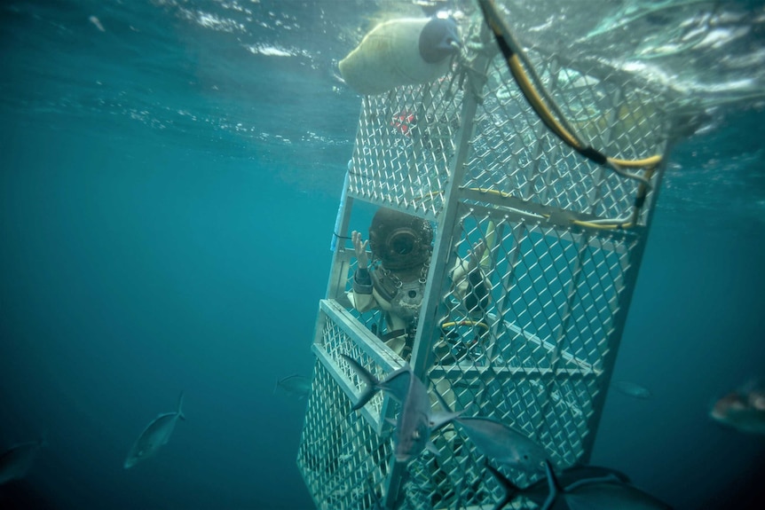 photo of diver in a cage underwater