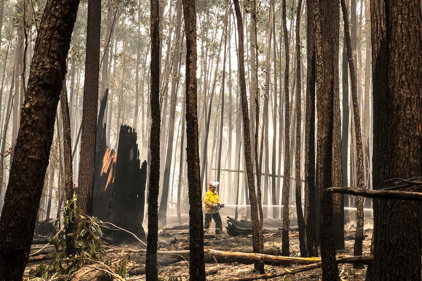 Firefighter in RFS uniform holding hose, surrounded by a forest of blackened trees.