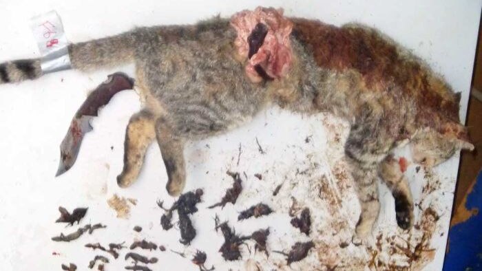 The contents of a feral cat's stomach
