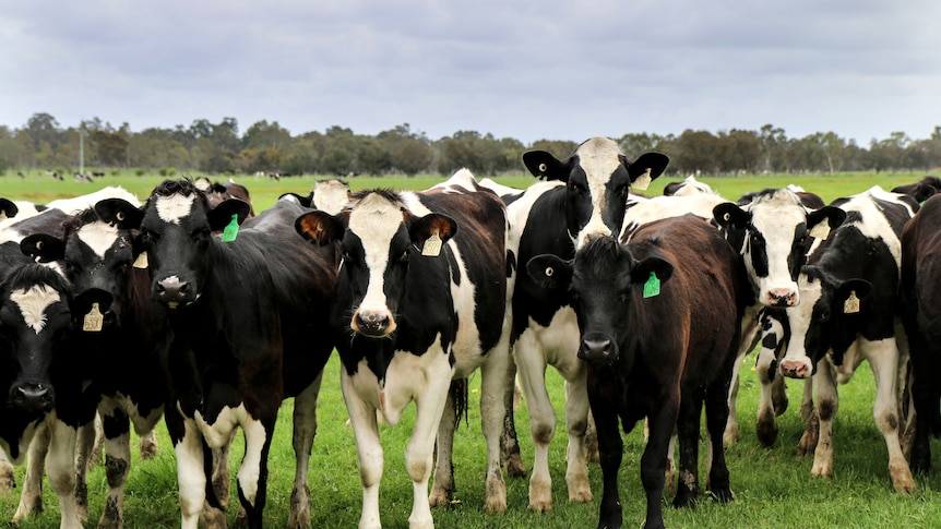 A herd of dairy cows in a lush green paddock.