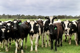 A herd of dairy cows in a lush green paddock.