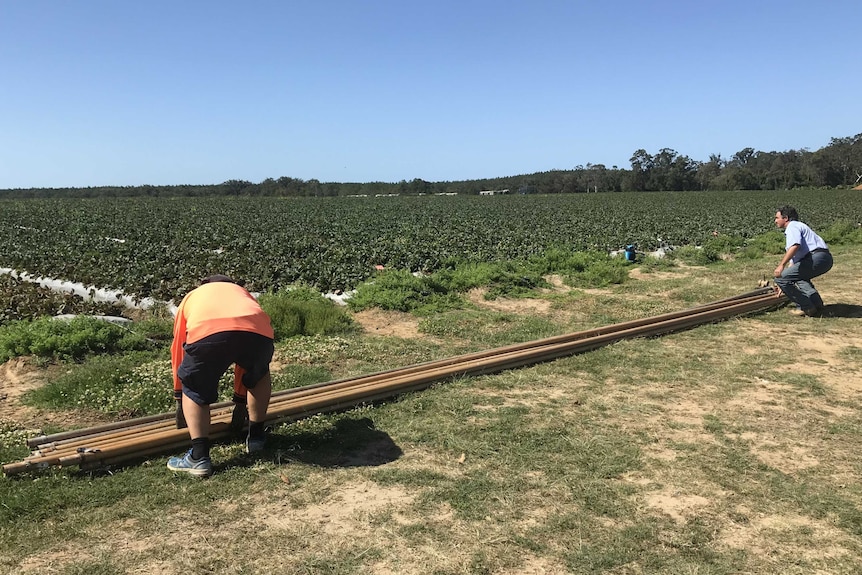 Two men in a strawberry field with a pile of pipes.