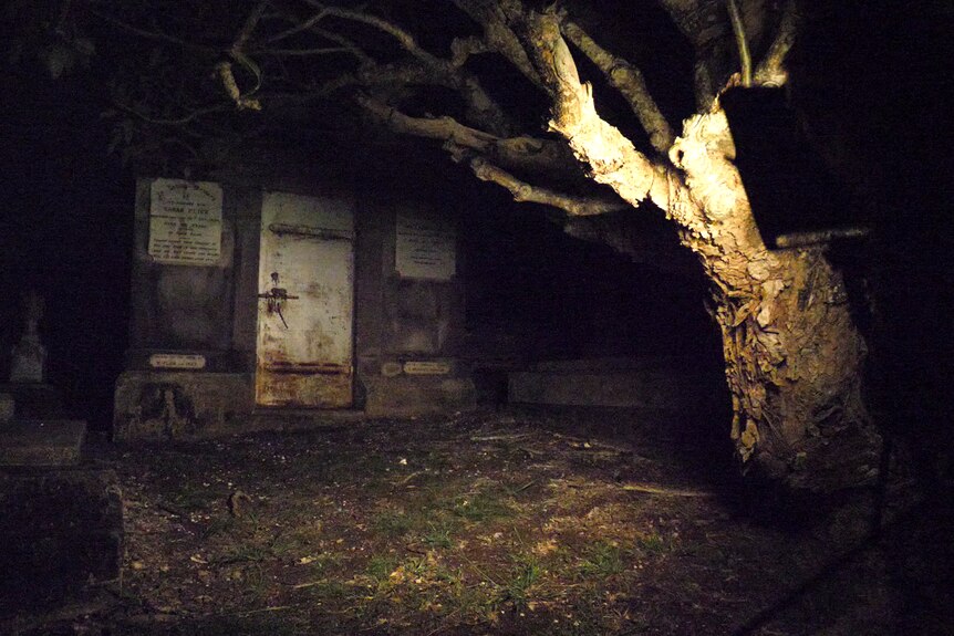 creepy tree and darkened crypt