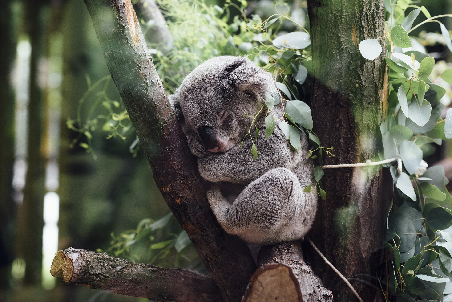 Medium-sized koala sleeping in the elbow of a tree.