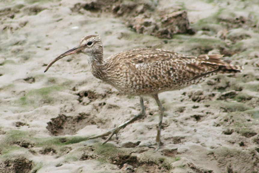 An Eastern curlew looks for food on a beach.