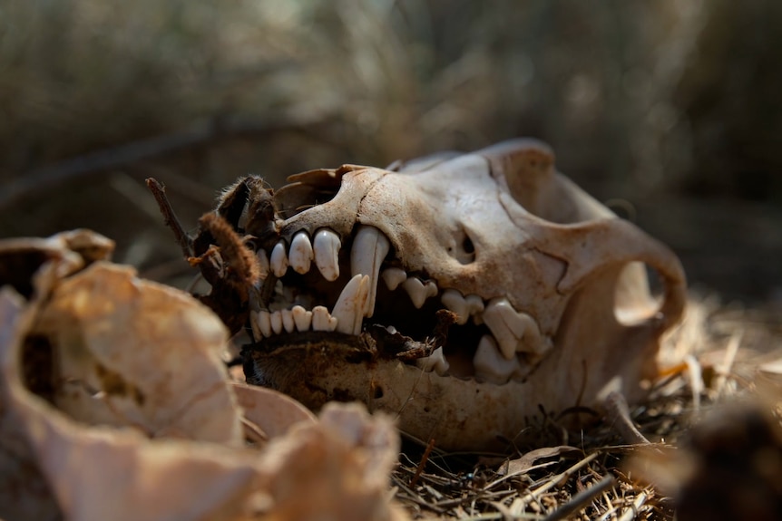  A dingo skull lying on the ground