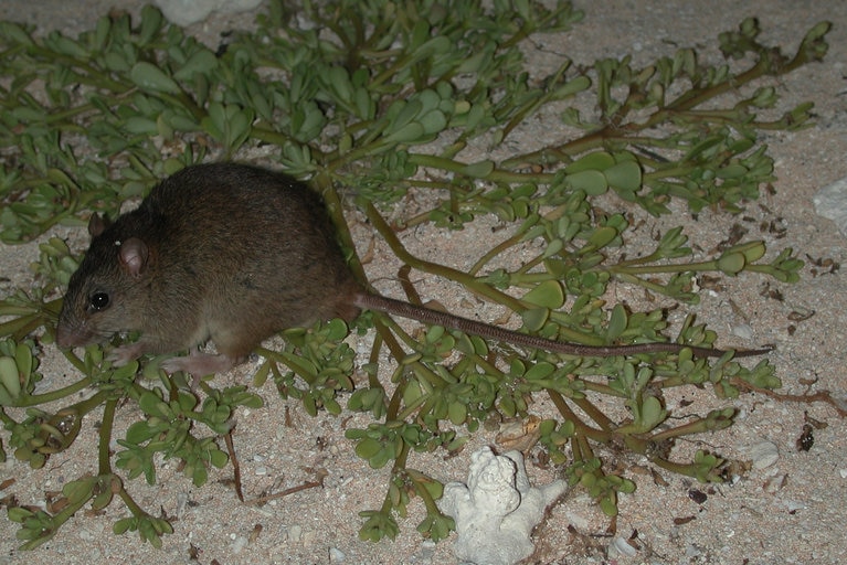 Bramble Cay melomys