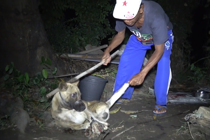 A dog catcher in Bali prepares to kill a dog