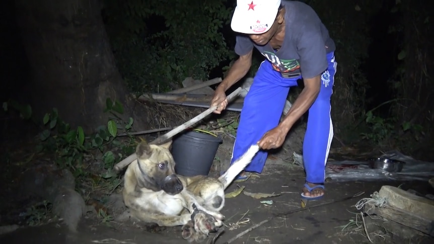 A dog catcher in Bali prepares to kill a dog