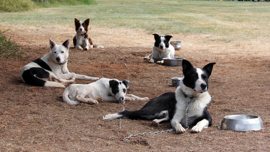 Sheep dogs waiting under the shade in Campbell Town, Tasmania