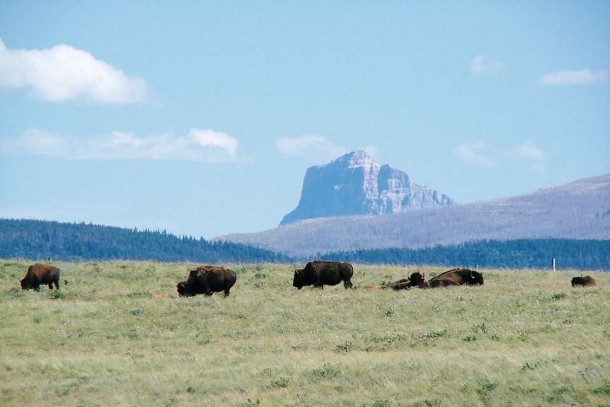 North American bison.