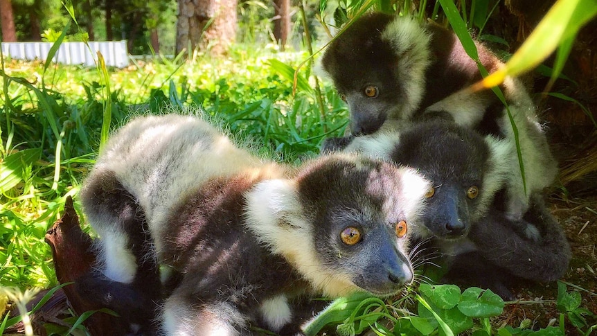 Three baby lemurs huddle under a tree on a sunny day.