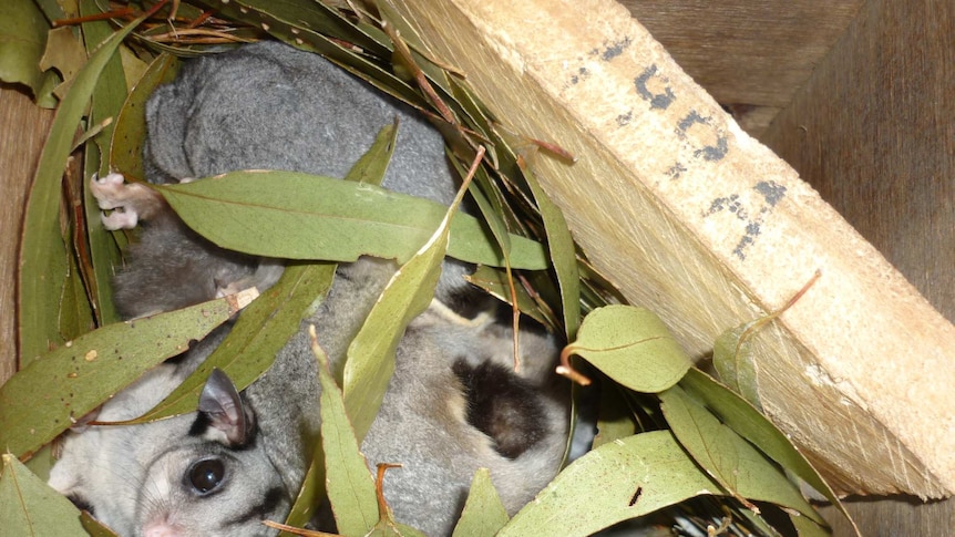 Possums nestled in together look up from within a box