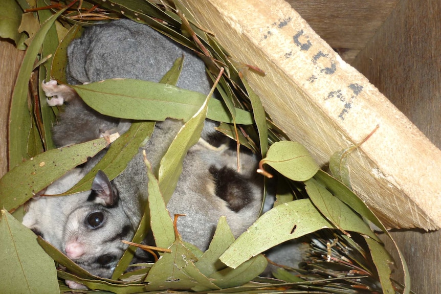 Possums nestled in together look up from within a box