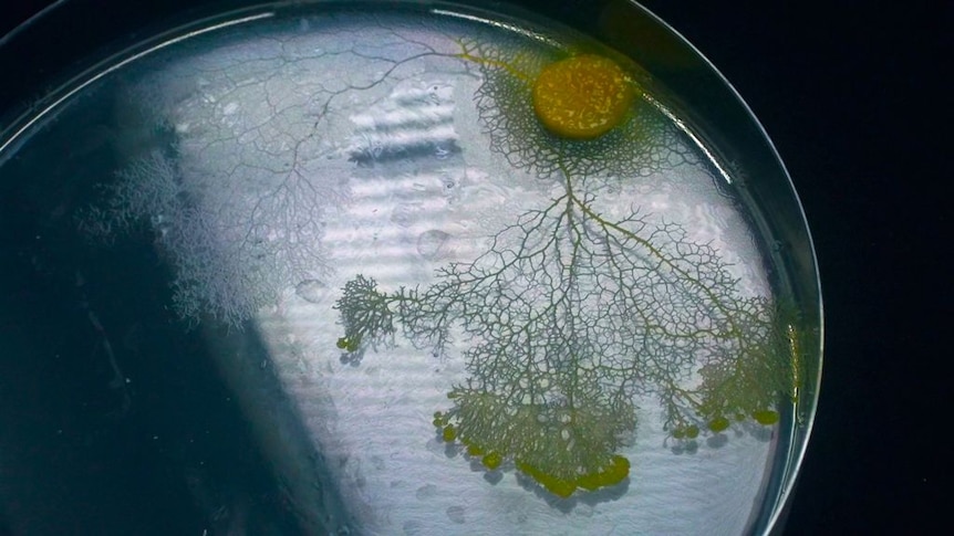 Slime mould (Physarum polycephalum)