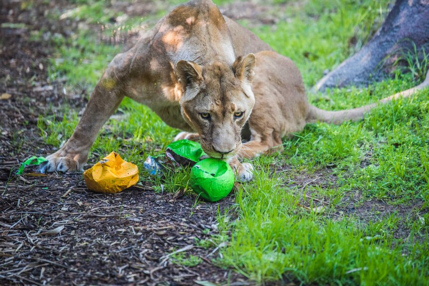 Lioness Shinyanga plays with a couple of coloured balls she got for her birthday.