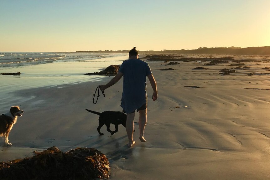 A person walks along a beach with two dogs.