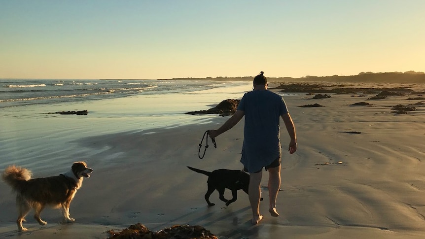 A person walks along a beach with two dogs.